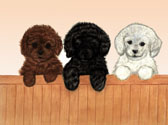 Poodle Puppies